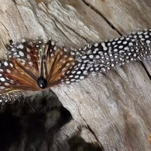 Polka Dot Feather Hatband with Black Stone