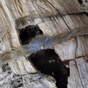 Feather Hatband with Turquoise Stone